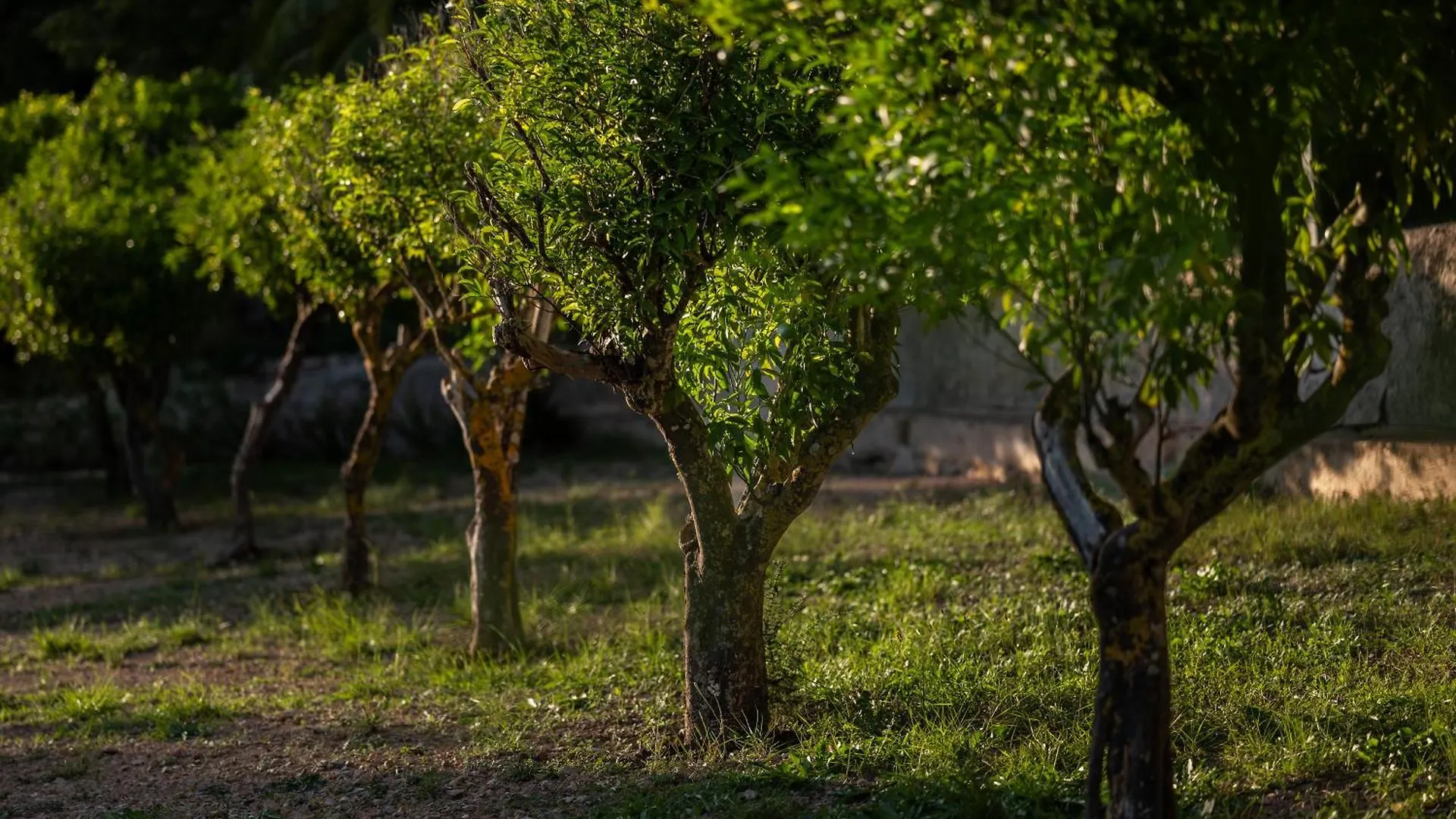 Agroturismo Son Boronat Calvia  Hotel